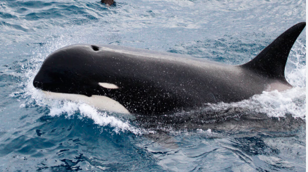 The Secretive lives of Type D Orcas